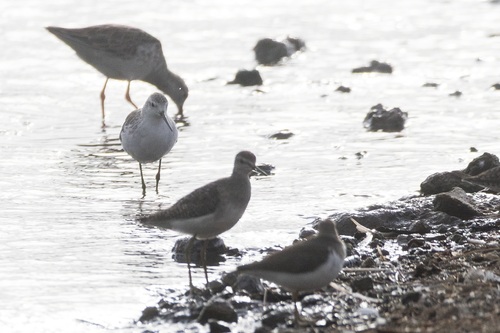 iNaturalist image