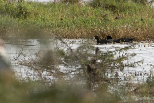 iNaturalist image