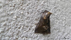 Abrostola asclepiadis