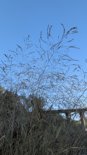 switchgrass