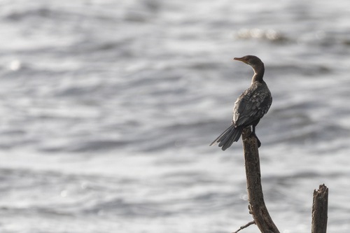 iNaturalist image