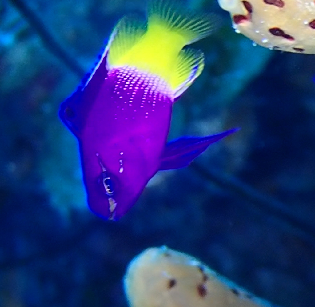 Fairy basslet (royal gramma)