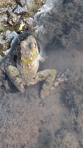 Blanchard's Cricket Frog