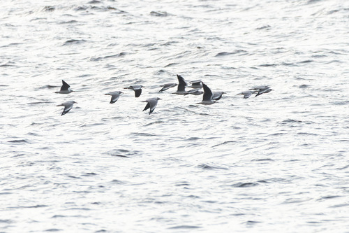iNaturalist image