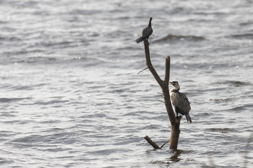 iNaturalist image