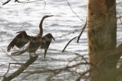 iNaturalist: (c) Oscar Wainwright, some rights reserved (CC BY-NC), uploaded by Oscar Wainwright iNaturalist image
