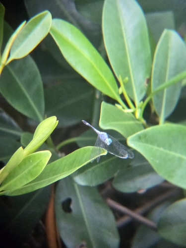 Spot-tailed Dasher (Micrathyria aequalis)
