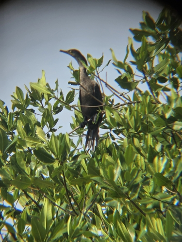Neotropic Cormorant (Nannopterum brasilianum)