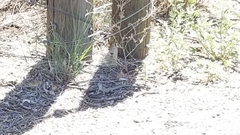 Aspidoscelis neomexicanus