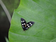 Exsula dentatrix albomaculata