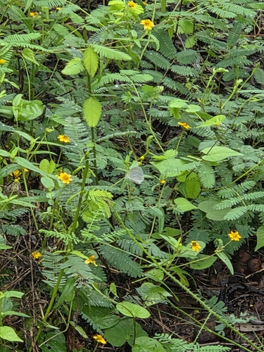 Barred Yellow (Eurema daira)