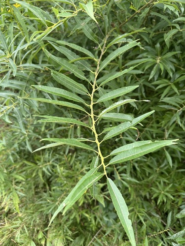 Salix sericea, photograph 4
