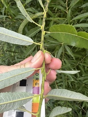(c) Jaime McGuigan, some rights reserved (CC BY) Salix sericea, photograph (c) Jaime McGuigan, some rights reserved (CC BY)