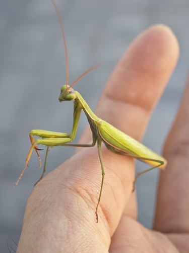 European Mantis