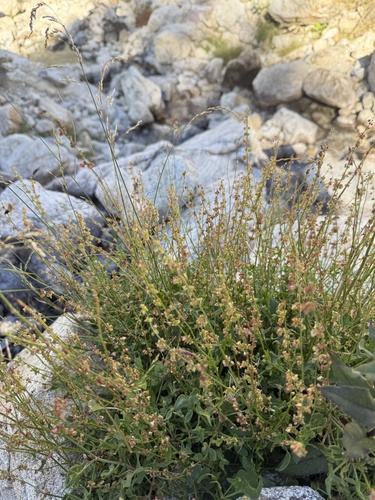 Rumex scutatus, photograph 5
