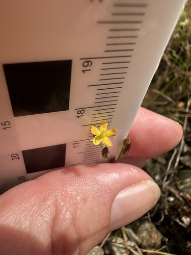 Hypericum canadense, photograph 5