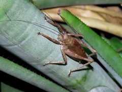 Orthoptera