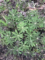Lupinus perennis