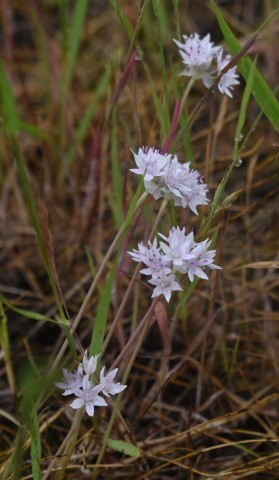 Narrowleaf onion (Allium amplectens)