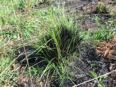 Festuca novae-zelandiae