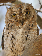 Otus senegalensis