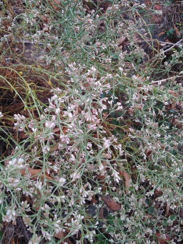 Pseudognaphalium ramosissimum, photograph 1