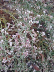 author not stated, no rights reserved Pseudognaphalium ramosissimum, photograph author not stated, no rights reserved
