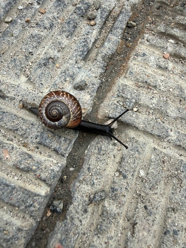 Copse Snail