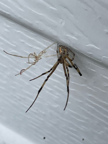 Western Black Widow