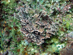 Arthrocardia corymbosa