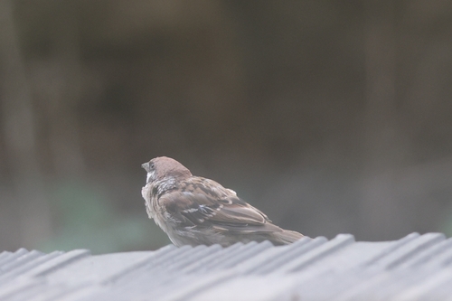 Eurasian Tree Sparrow
