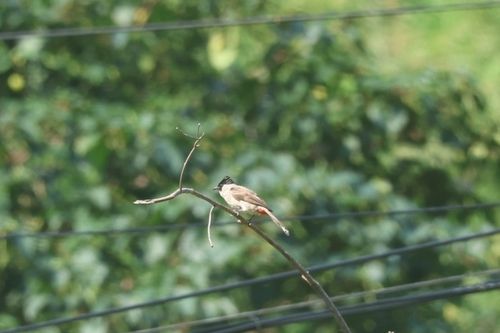Sooty-headed Bulbul