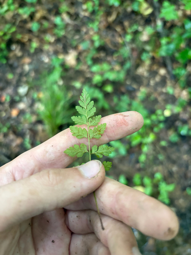 Cystopteris protrusa, photograph 3
