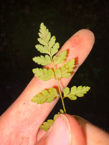 Cystopteris protrusa, photograph 5