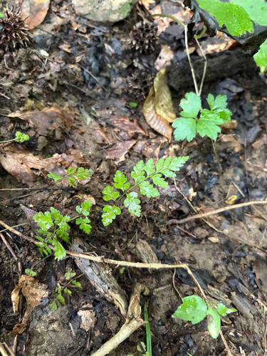 Cystopteris protrusa