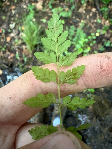 Cystopteris protrusa, photograph 4