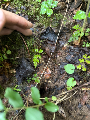 Cystopteris protrusa, photograph 2