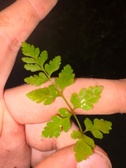 Cystopteris protrusa, photograph author not stated, no rights reserved