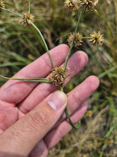 Rhynchospora holoschoenoides observed 2026-09-03