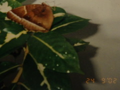 Thaumantis noureddin