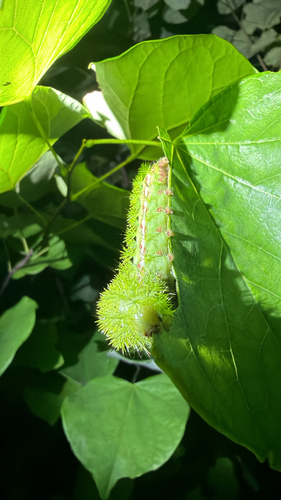 Io Moth, photographed at Kingfisher Hollow