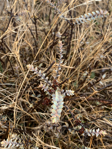 Veronica pimeleoides observed 2026-09-04