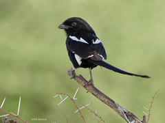 Lanius melanoleucus