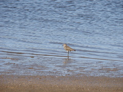 Charadrius modestus