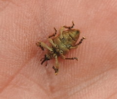 Curculio venosus