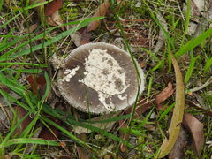 Amanita cheelii