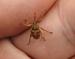 Curculio venosus