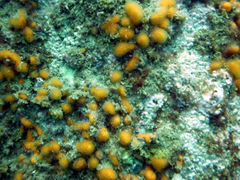 Pseudodistoma novaezelandiae
