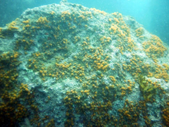 Pseudodistoma novaezelandiae