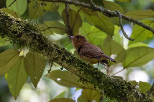 Rufous Mourner